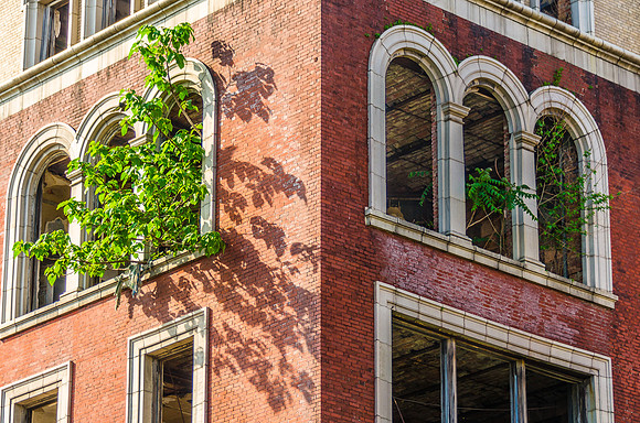 Tree in Building