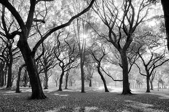 Central Park