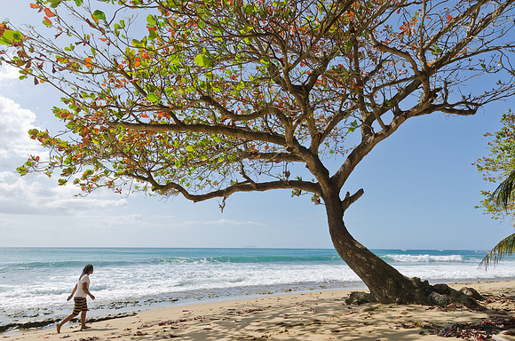 Tree on Beach