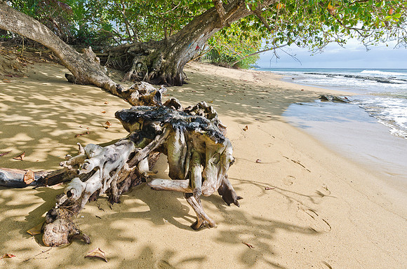 Gnarled Stump